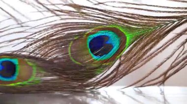 Tavus kuşu tüyü arka planı. Hafif bir odak arkaplanında yansıması olan tüy hareketi.