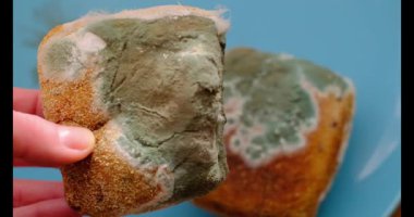 Küflenmiş çürük çörekler bir elde. Büyük yeşil ve beyaz küf parçaları. 4k görüntü