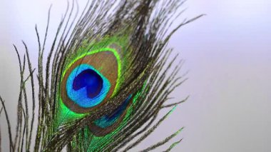 Tüylü duvar kağıdı. Arka planda parlak mavi ve yeşil göz desenli iki tavus kuşu tüyü..