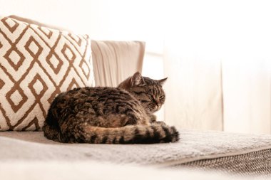 Tekir Kedi Yastıklı Kanepede Dinleniyor Parlak bir odada. Evcil hayvan yaşam tarzı.