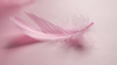 Pembe arka planda yumuşak pembe bir tüye yakın çekim. Hafiflik, yumuşaklık, romantizm ve güzellik kavramı..