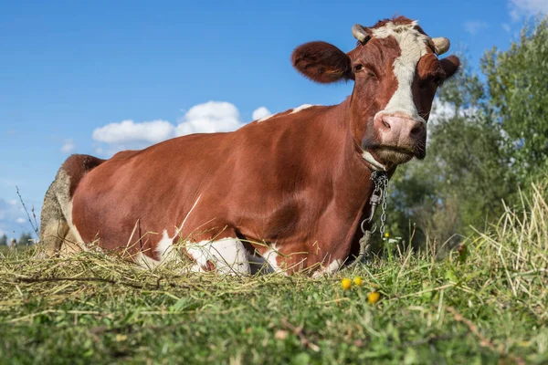 Sacred cow of India. Brown cow in the pasture. Sacred animal, the Cow-Mother