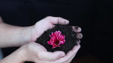 Bir adamın ellerinde topraktan narin pembe bir çiçek filizleniyor. Doğamızın güzelliğinin ve kırılganlığının bir sembolü. Bir adamın ellerinde güzel pembe bir çiçek