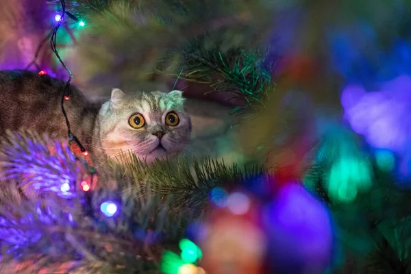 Zabawny Kotek Bawiący Się Zabawką Choinkową Kot Pod Choinką Wesołych — Zdjęcie stockowe