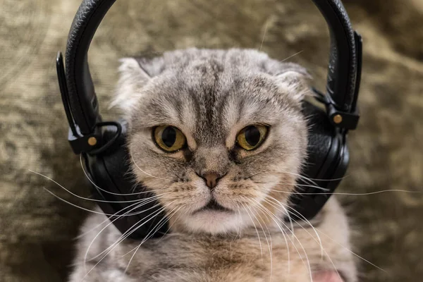 Funny fat cat in headphones. The cat listens to music with headphones.