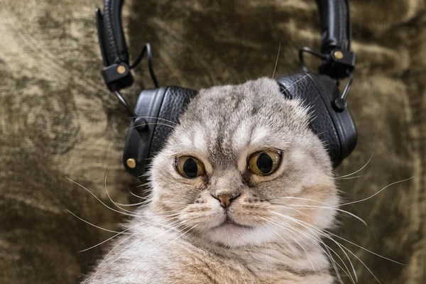 Reazione Del Gatto Divertente Alla Cattiva Musica Gatto Sentito Una — Foto Stock