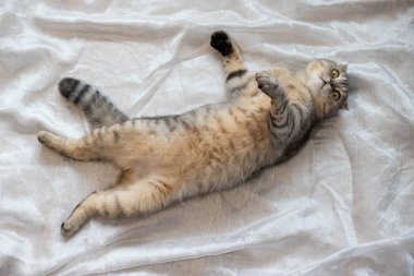 Komik şişman kedi göbeği yukarıda sırt üstü uyur. Beyaz bir battaniyenin üzerinde uyuyan tembel şişman kedi.