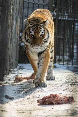 Feeding meat to a tiger in the zoo. A tiger in a cage at the zoo is going to have lunch. The graceful and graceful gait of a tiger clipart