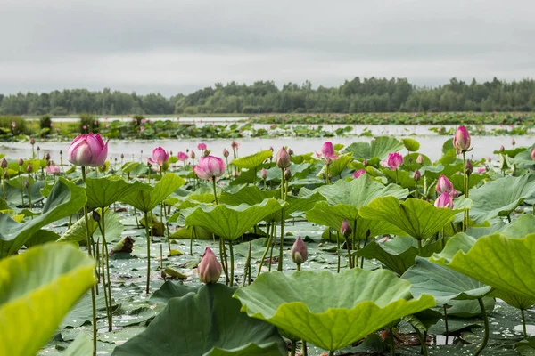 Many blooming lotuses on the lake in the Khabarovsk territory. The lake of lotuses.