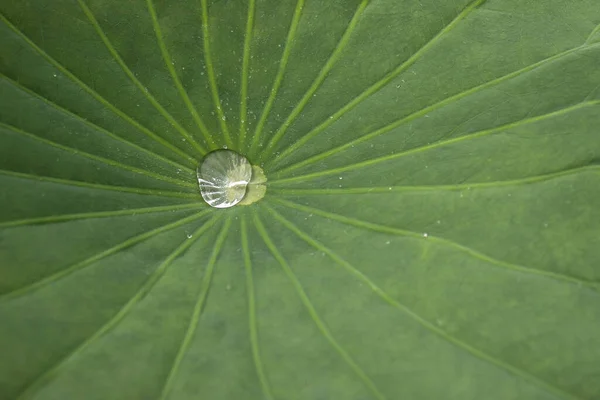 Drop Water Close Background Lotus Leaf Copyspace — Stock Photo, Image