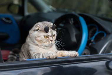 Koyu gözlüklü huysuz bir kedi araba sürüyor ve pencereden dışarı bakıyor. Agresif sürüş kavramı. Kızgın Sürücü.
