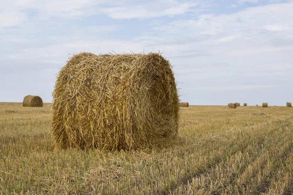 Egy Hatalmas Szénabála Mezőn Egy Szénakazal Állateledelnek Kék Ellen Száraz — Stock Fotó