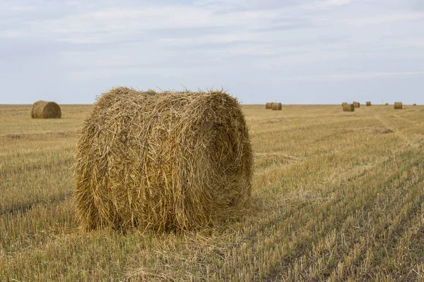 A haystack collected in a bale. Hay bale in the field