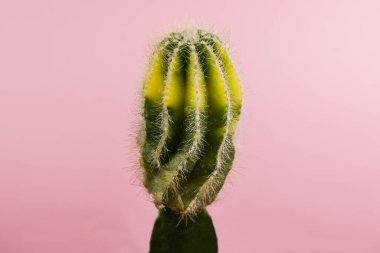 Parlak pembe arka planda moda kaktüsler. Asgari yaratıcı stil. Dikenli ev bitkileri. Modaya uygun parlak bir renk. Ruh hali.