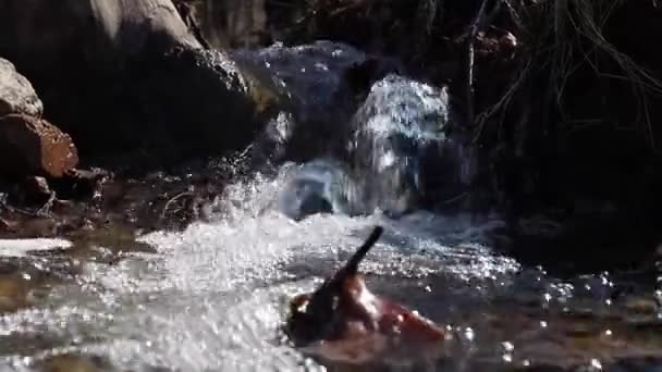 森林里一条小河的特写 湍急的水流 — 图库视频影像