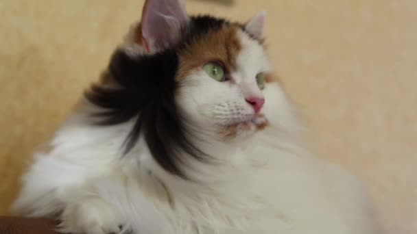 Potret Kucing Berbulu Berbaring Sofa Dan Menikmati Aliran Udara Dari — Stok Video