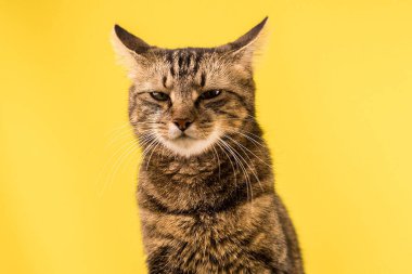 Sarı arka planda tatminsiz bir ifadeye sahip üç renkli bir kedinin portresi.