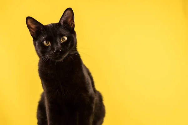 Αστεία Μαύρη Αγαλματώδης Γάτα Κίτρινο Φόντο Κοιτάζει Την Κάμερα Παγκόσμια — Φωτογραφία Αρχείου