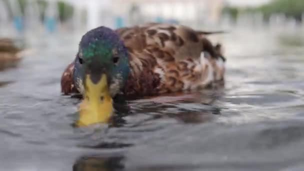 Pato Selvagem Come Pão Close Alimentando Patos Lagoa Primeira Pessoa — Vídeo de Stock