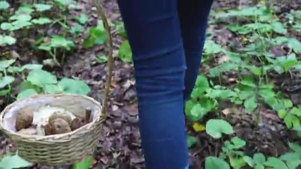 Молодая Женщина Синих Сапогах Идет Лесу Плетеной Корзиной Грибами Сбор — стоковое видео