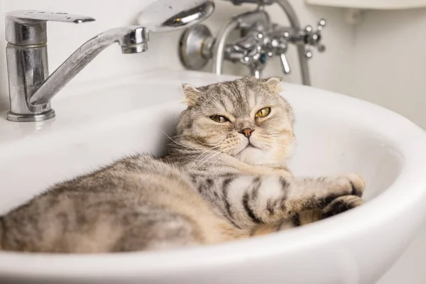 Gato Escocês Gordo Sem Orelhas Dorme Lavatório Conceito Lavar Gatos — Fotografia de Stock