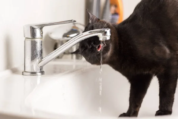 The cat was thirsty. A black cat enjoys drinking water from the tap in the bathroom. Quenching thirst