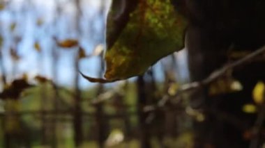 Rüzgar bir sonbahar yaprağını bir ağaçtan koparır. Bir sonbahar yaprağı bir daldan koparılır ve rüzgarın yardımıyla yere indirilir. Sonbahar yaprakları dökülüyor. Yumuşak odak, bulanık arkaplan