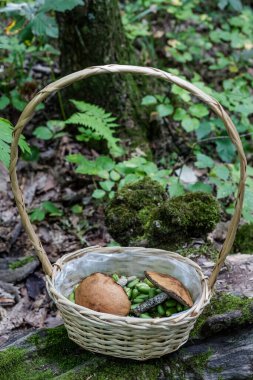 Birch Bolete ve Actinidia Kolomikta üzümleri ormanda sepetin içinde. Dikey fotoğrafçılık. Ormanda böğürtlen ve mantar topluyorum. Doğanın armağanları. Sonbahar mantarları. 