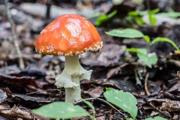 Toxic Hallucinogen Mushroom Fly Agaric Grass Autumn Forest Background Red — Stock Photo, Image