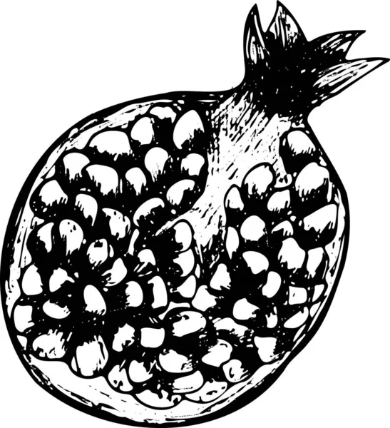 Hand dras skuren svart granatäpple isolerad på vit bakgrund. Skiss konst illustration — Stock vektor