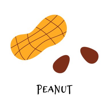 Elle çizilmiş taze yer fıstığının vektör çizimi.