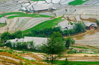 Güzel teraslı pirinç alan Vietnam Lao cai ili