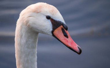 Altın gün batımında suda kuğu.