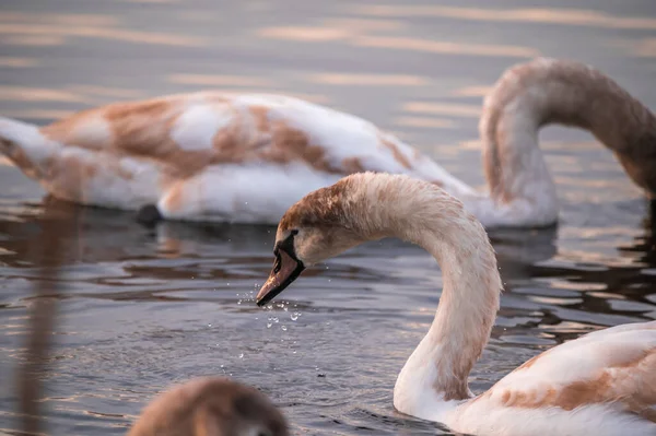 Лебеді Воді Під Час Золотого Заходу Сонця — стокове фото