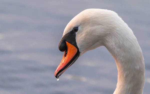 Cygne Sur Eau Coucher Soleil Doré — Photo