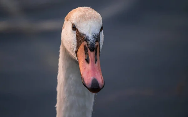 Cisne Agua Atardecer Dorado —  Fotos de Stock