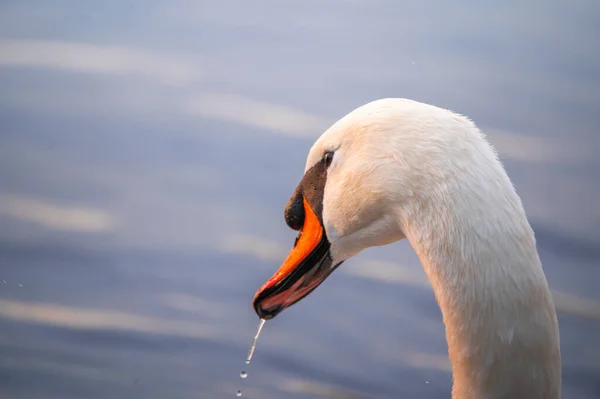 Cygne Sur Eau Coucher Soleil Doré — Photo