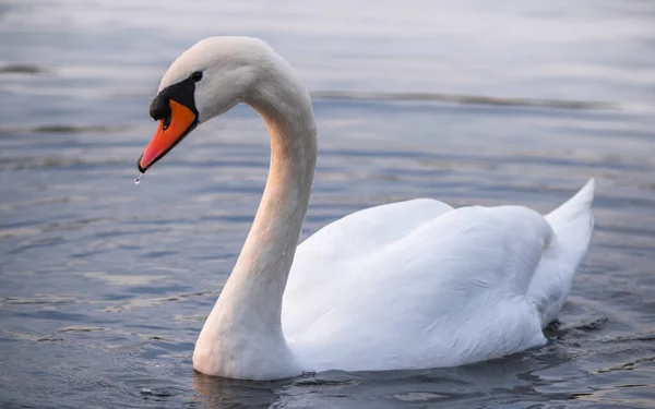 Cisne Agua Atardecer Dorado —  Fotos de Stock