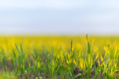 Yeni büyüyen lahana tarlasının manzara manzarası.