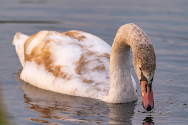 Cisne Agua Atardecer Dorado —  Fotos de Stock