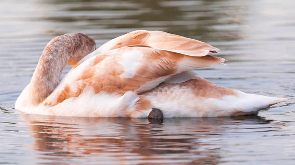 Лебеді Воді Під Час Золотого Заходу Сонця — стокове фото