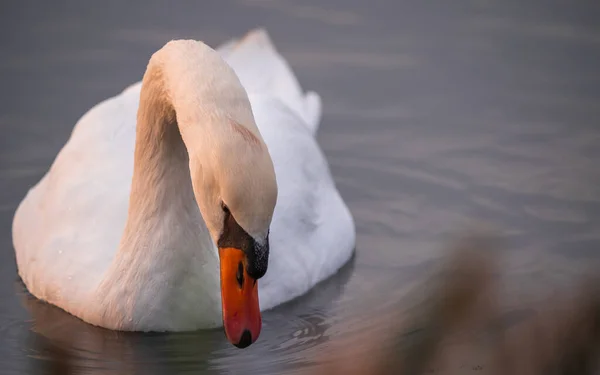 Schwan Auf Dem Wasser Bei Goldenem Sonnenuntergang — Stockfoto