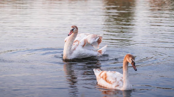 Cisne Agua Atardecer Dorado —  Fotos de Stock