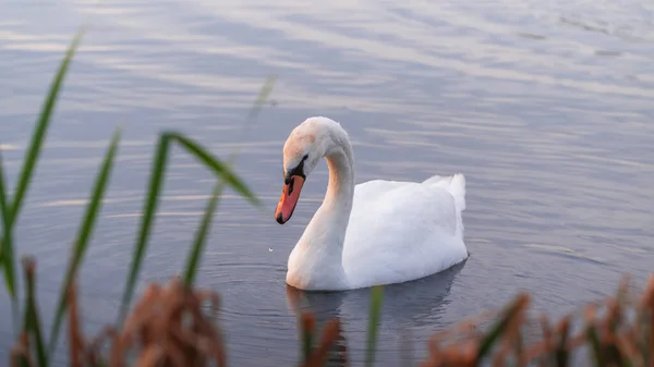 Cisne Agua Atardecer Dorado — Foto de Stock