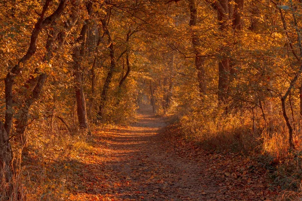 Vue Des Feuilles Route Forestière Automne Automne Quitte Sol Paysage — Photo