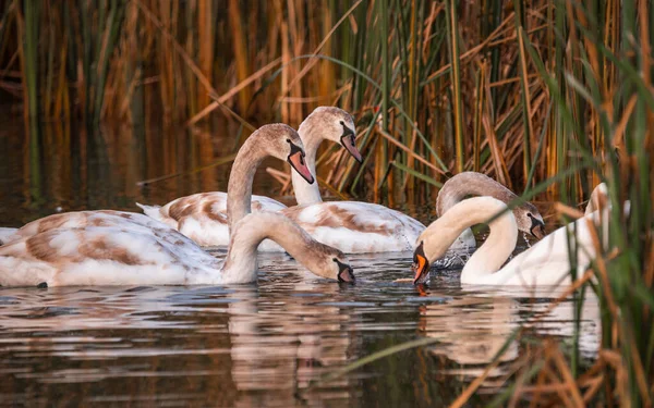 Swan Water Golden Sunset — Stock Photo, Image