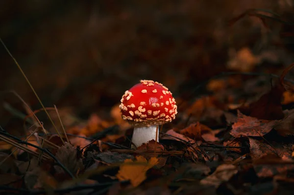 Klasik kırmızı mantar mantarı, Amanita muscaria mushrom sonbahar ormanında.