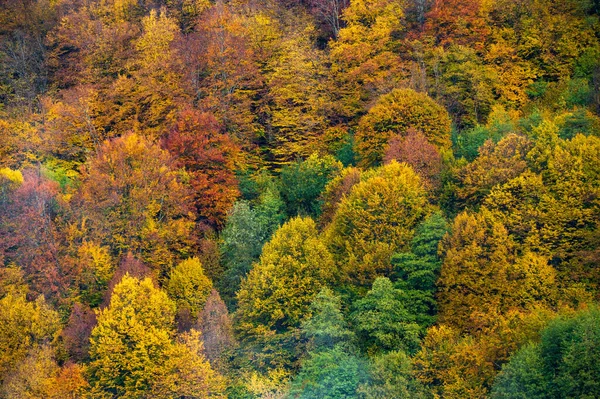Mountain Autumn Landscape Colorful Forest — Stock Photo, Image
