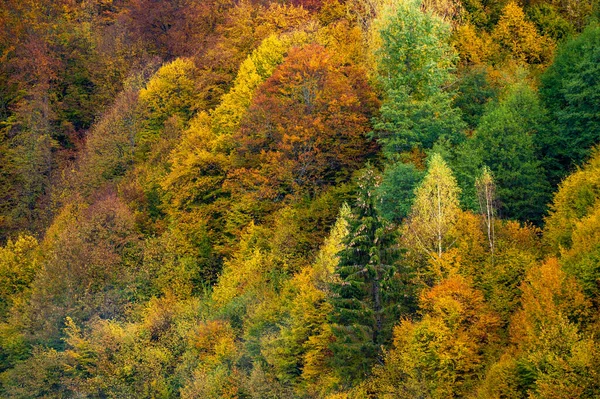 Górski Jesienny Krajobraz Kolorowym Lasem — Zdjęcie stockowe