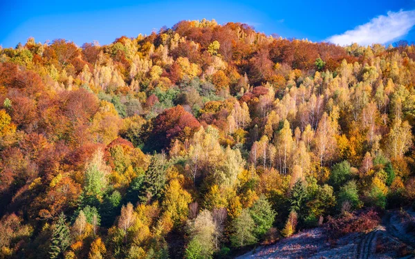 Ορεινό Φθινοπωρινό Τοπίο Πολύχρωμο Δάσος — Φωτογραφία Αρχείου